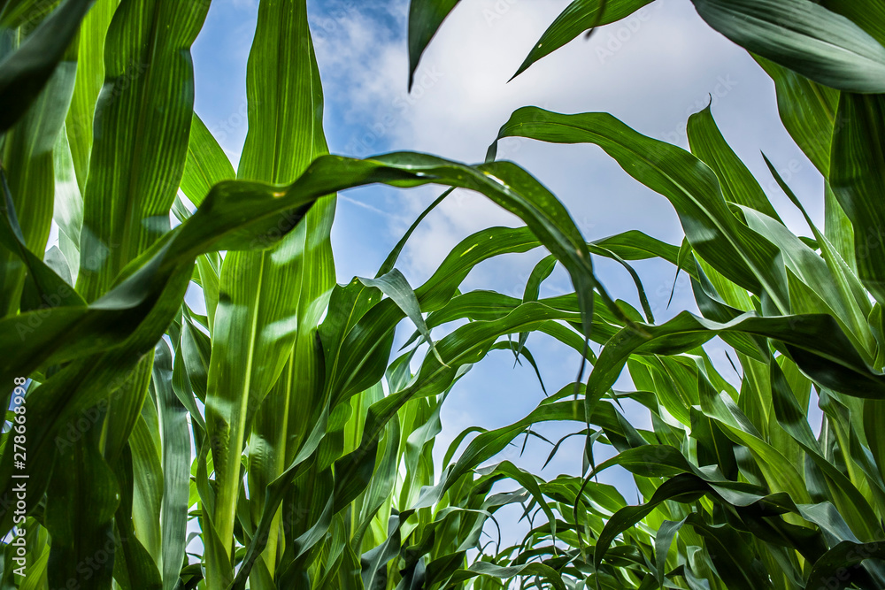 Looking up through corn plants to the blue sky and white clouds. Looking up through corn plants to the blue sky and white clouds.