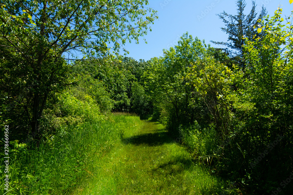 Summer landscape Summer landscape