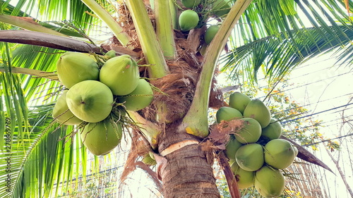 Coconut with coconuts palm tree are Perennial plant and fruit, coconut bunch on uprisen angle, fragrant coconut, Young Nam-Hom coconut for drinking