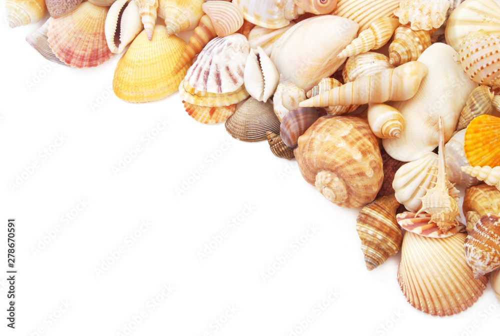 Starfishes with seashells isolated on white background. sea animals with space for text Starfishes with seashells isolated on white background. sea animals with space for text
