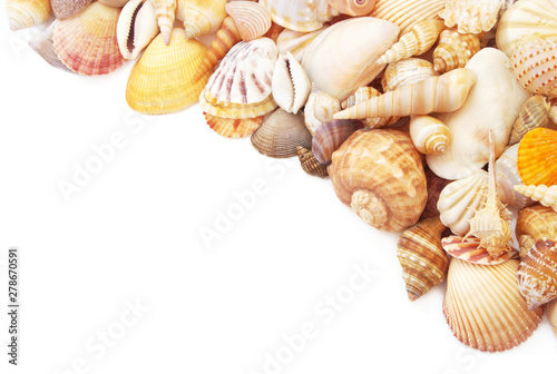 Starfishes with seashells isolated on white background. sea animals  with space for text