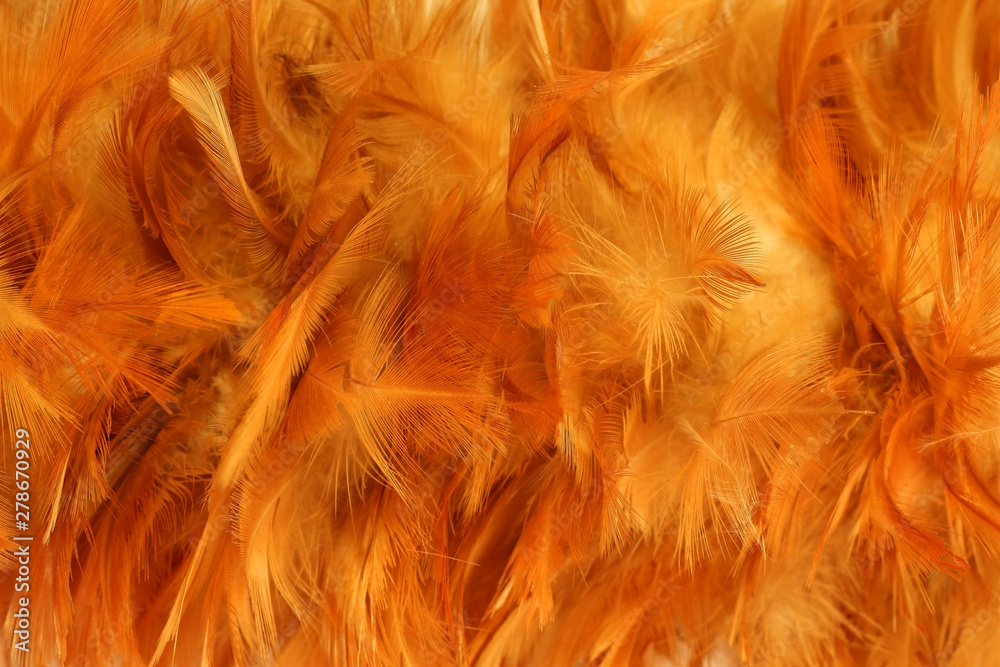 Fototapeta premium Chicken feather color orange.