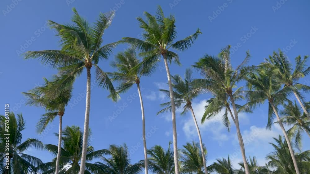 Coconut palm trees with blue sky backgound Coconut palm trees with blue sky backgound