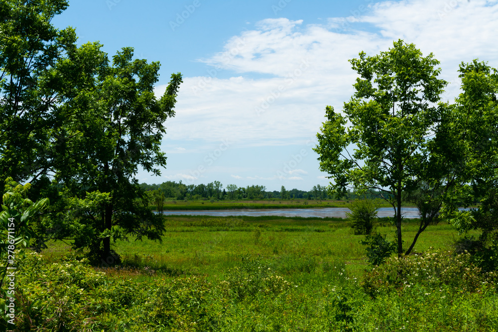 Summer landscape