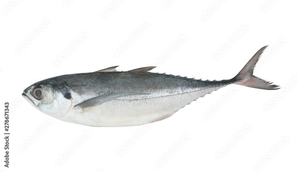 Naklejka premium Raw torpedo scad fish isolated on white