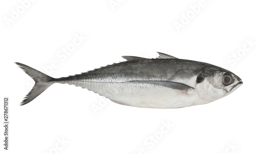 Raw torpedo scad fish isolated on white