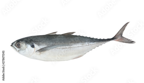 Raw torpedo scad fish isolated on white