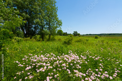 Fototapeta Naklejka Na Ścianę i Meble -  Summer landscape