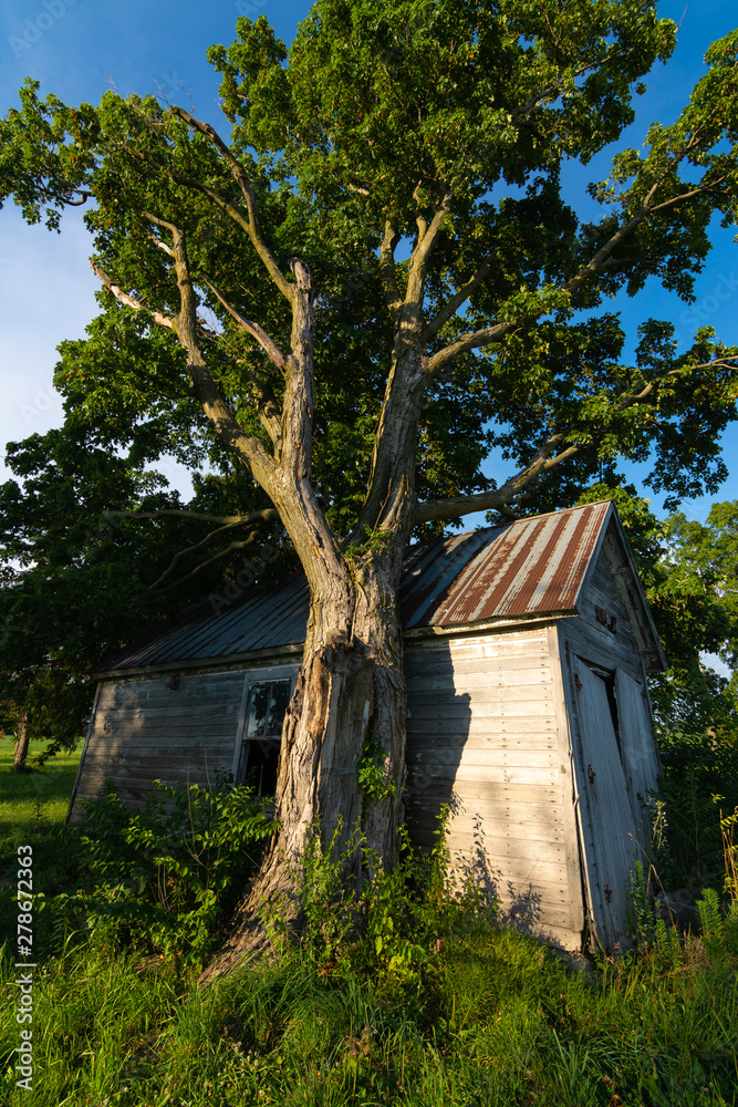Wooden shed and tree