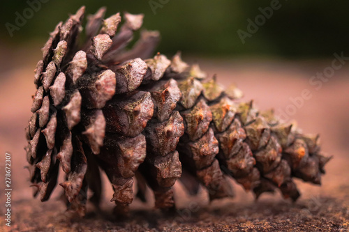 pinecone 1