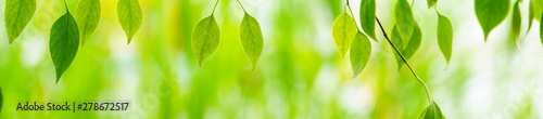 green leaf, a leafy shade, panoramic view of green leaf on green bokeh background