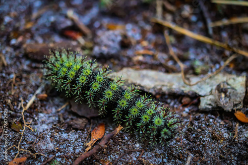 Green Pointy Caterpillar