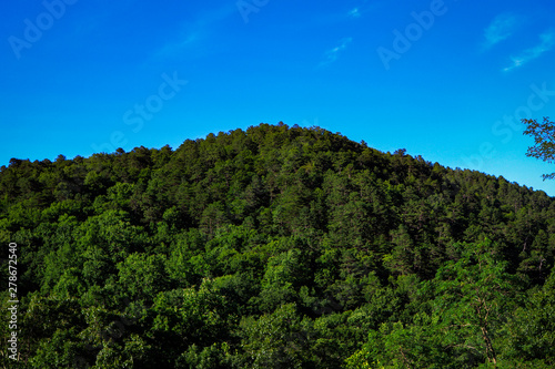 mountain covered in trees