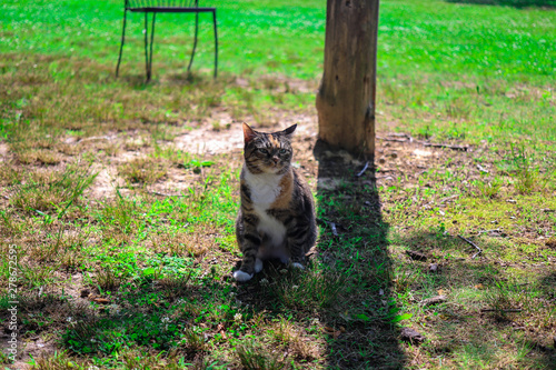 Cat in field 2