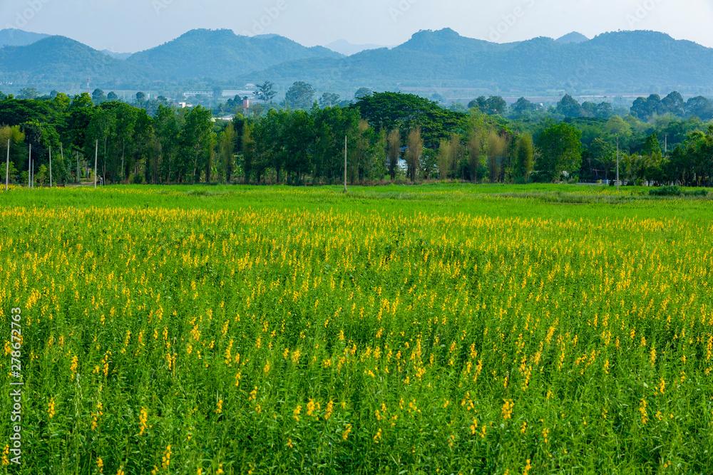 land scape of yellow flower field