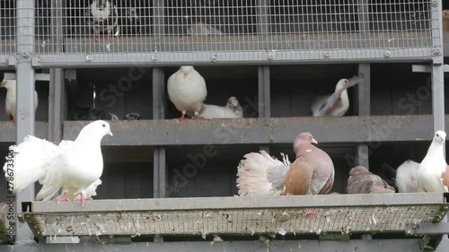 Courtship between doves in the zoo. photo