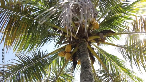 View from below of a coconut tree. photo