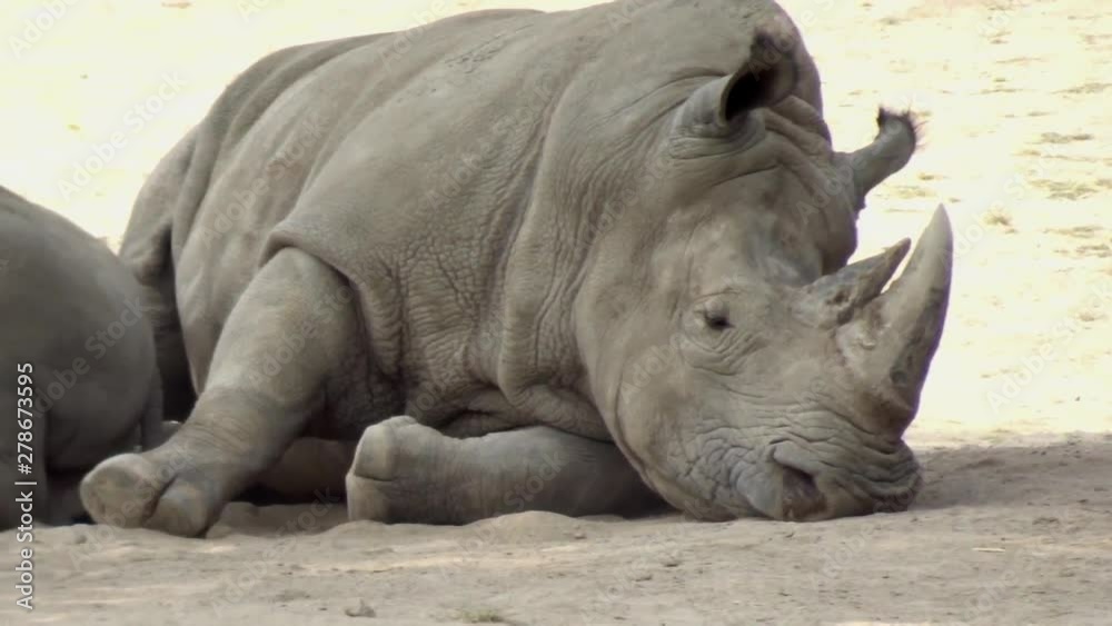 A large African rhino, alternate angle. A large African rhino, alternate angle.