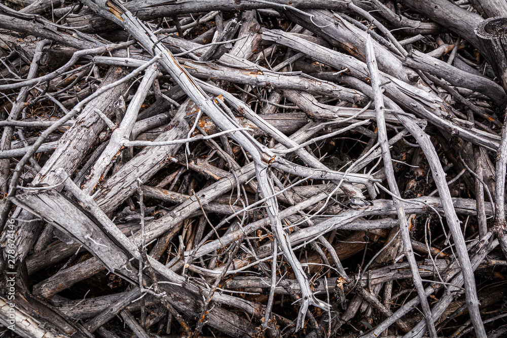 Close-up gray dry branches, texture from tree branches Close-up gray dry branches, texture from tree branches