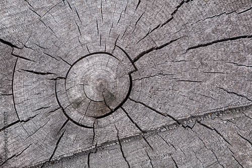 Close-up gray dry tree trunk  tree branches texture