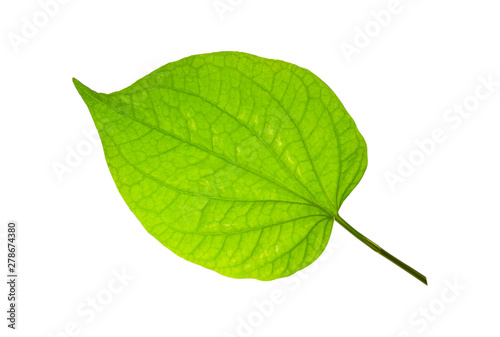 Fresh Wildbetal Leafbush leaf, the name of one vegetable herb tree, close-up shot of front side of leaf on white isolated with clipping path. 