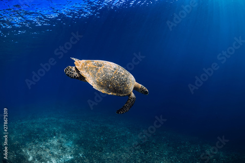 Sea turtle in blue ocean. Green sea turtle at the depth © artifirsov
