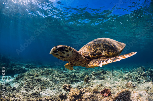 Big turtle over coral bottom in blue ocean. Sea animal © artifirsov