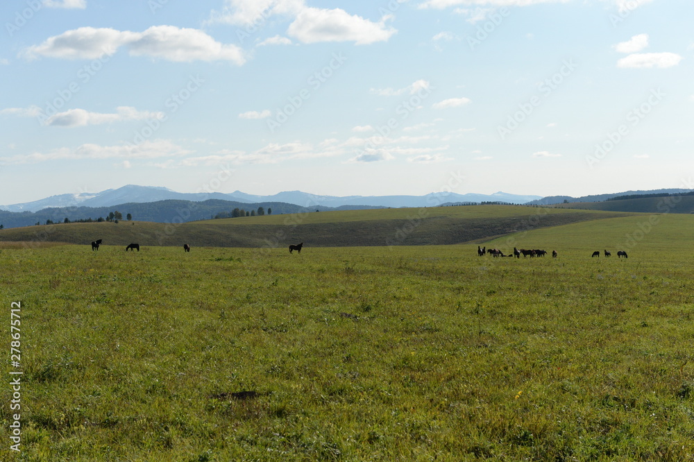 Horses in the foothills of the tigirek Ridge in the Altai region. Western Siberia