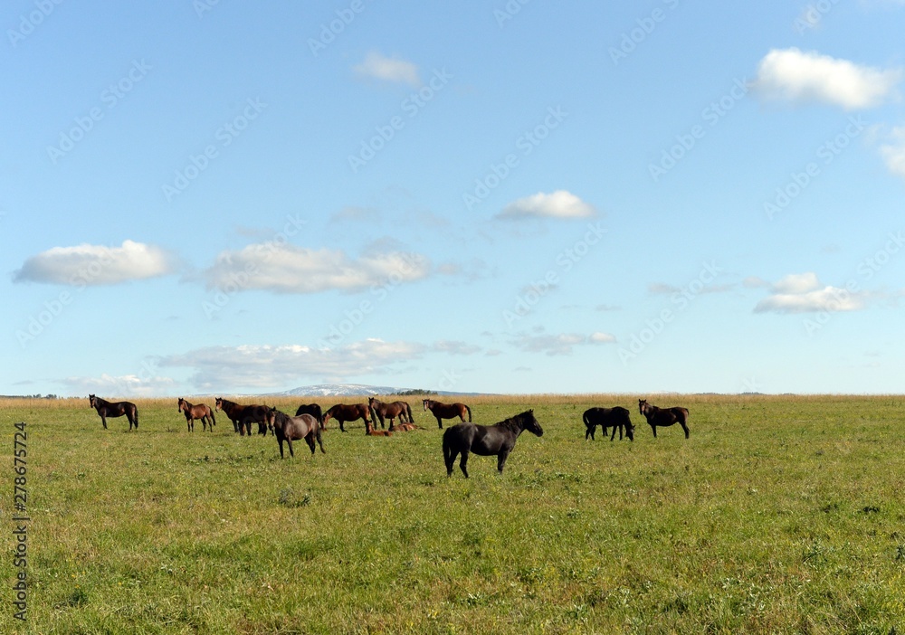 Horses in the foothills of the tigirek Ridge in the Altai region. Western Siberia Horses in the foothills of the tigirek Ridge in the Altai region. Western Siberia