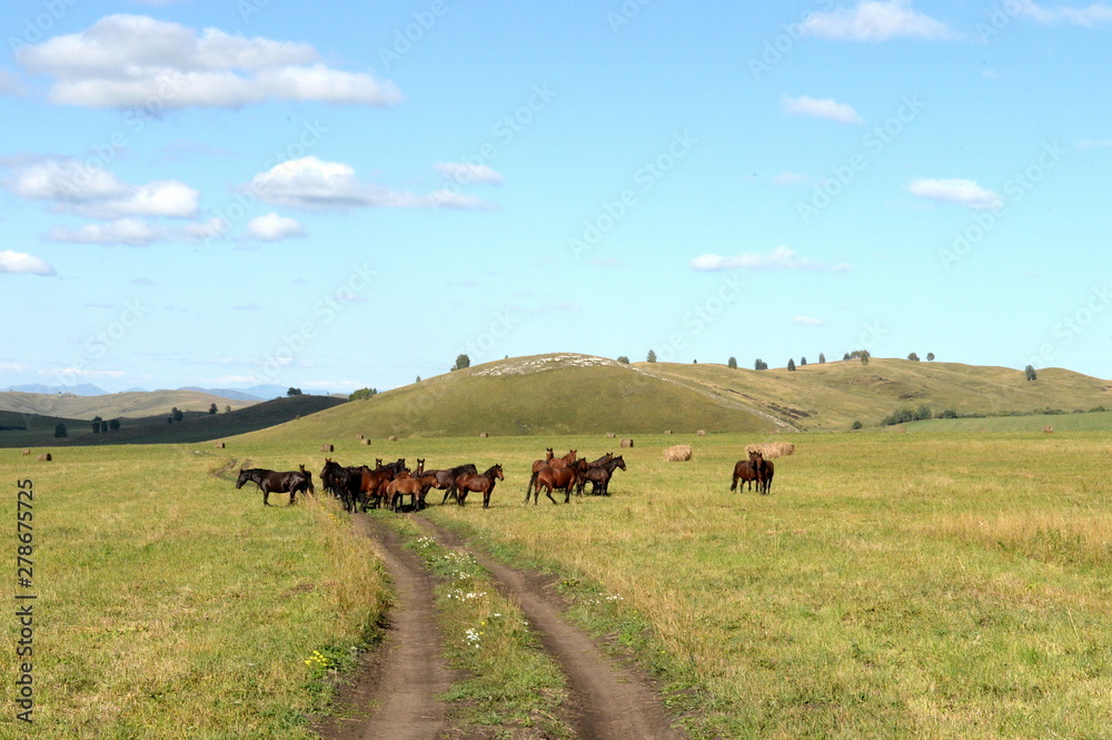 Horses in the foothills of the tigirek Ridge in the Altai region. Western Siberia Horses in the foothills of the tigirek Ridge in the Altai region. Western Siberia