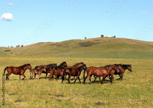 Horses in the foothills of the tigirek Ridge in the Altai region. Western Siberia