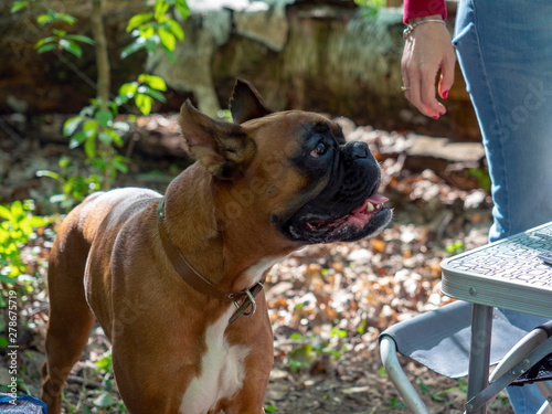 Bulldog on a picnic in the woods Photo bulldog dog close-up in nature photo