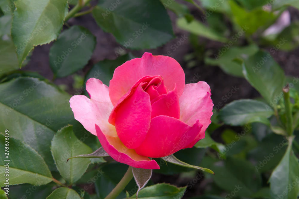 Beautiful little pink rose in the summer garden Beautiful little pink rose in the summer garden