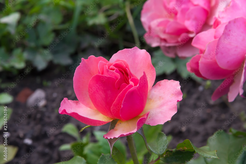 Beautiful little pink rose in the summer garden Beautiful little pink rose in the summer garden