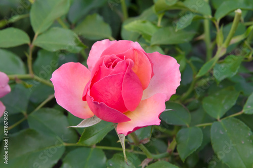 Beautiful little pink rose in the summer garden