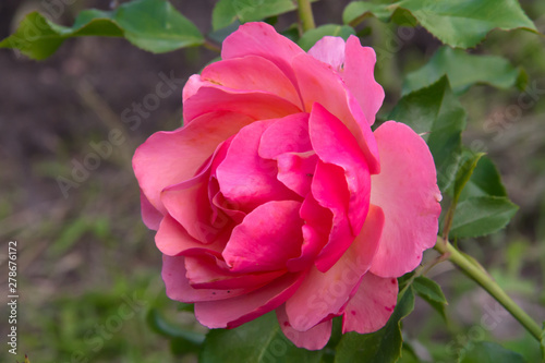 Beautiful little pink rose in the summer garden