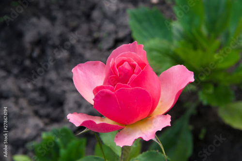 Beautiful little pink rose in the summer garden