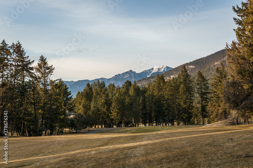 spring time at canadian mountain park with yellow grass and green trees.