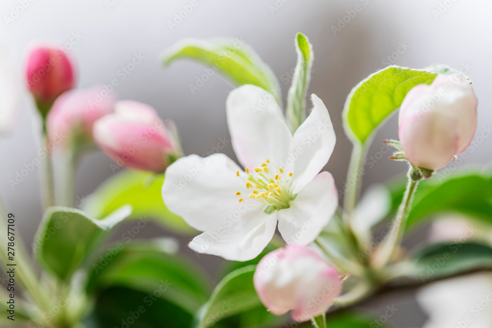 Pink and white apple blossom flowers on tree in springtime