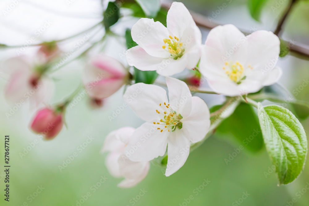 Pink and white apple blossom flowers on tree in springtime Pink and white apple blossom flowers on tree in springtime