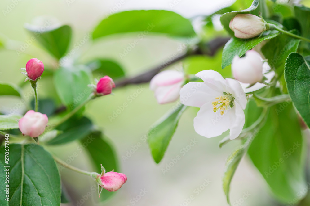 Fototapeta premium Pink and white apple blossom flowers on tree in springtime
