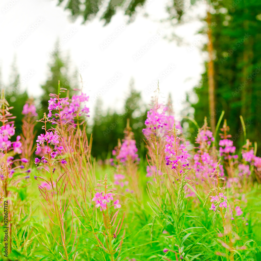 Lilac plants Ivan tea grow on a green field against a spruce forest in the afternoon in the Northern taiga of Yakutia in Russia.