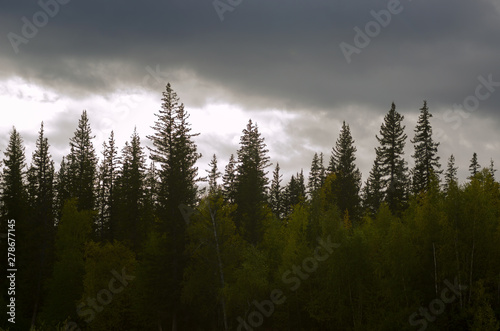 Fat blue clouds float in the afternoon over the Yakut spruce taiga in the North.