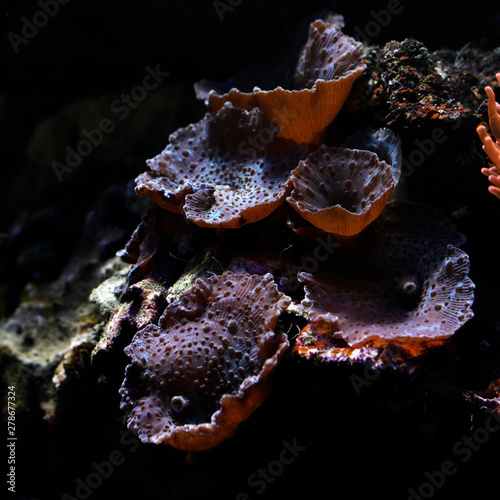Sea anemones in detail on rock under water.