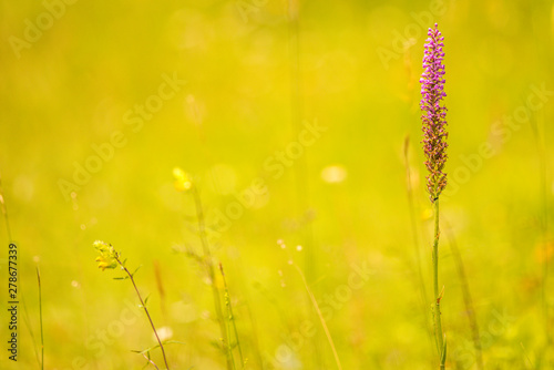 Gymnadenia odoratissima orchid on a meadow in Germany photo