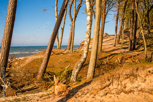 beach of the Baltic Sea in Orzechowo, Poland, dunes with trees photo