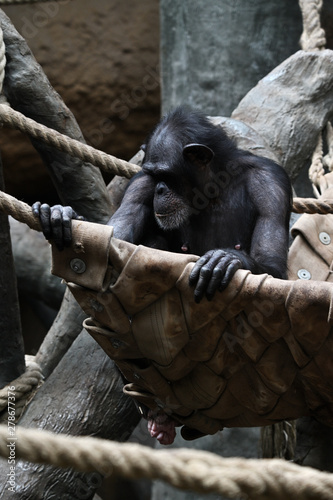 An adult chimpanzee sitting in a canvas seat.