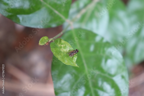 Fly on leaf