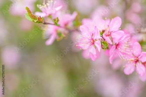 pink flowers blooming in the garden