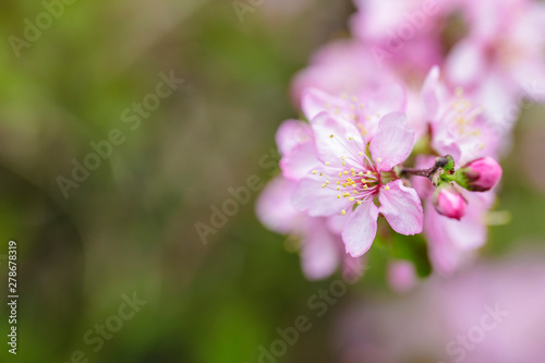pink flowers blooming in the garden © spacezerocom